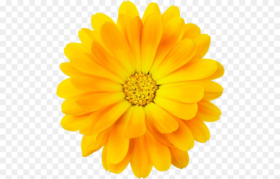 Yellow Bloom Frame Flower Border Flowers White Yellow Flower With Transparent Border, Daisy, Petal, Plant, Dahlia Png Image