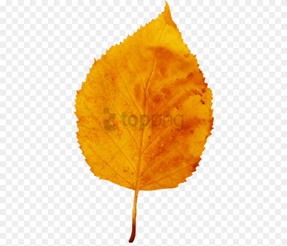 Yellow Brown Fall Leaf Small Red Yellow Clipart Orange Leaf Background, Plant Free Transparent Png