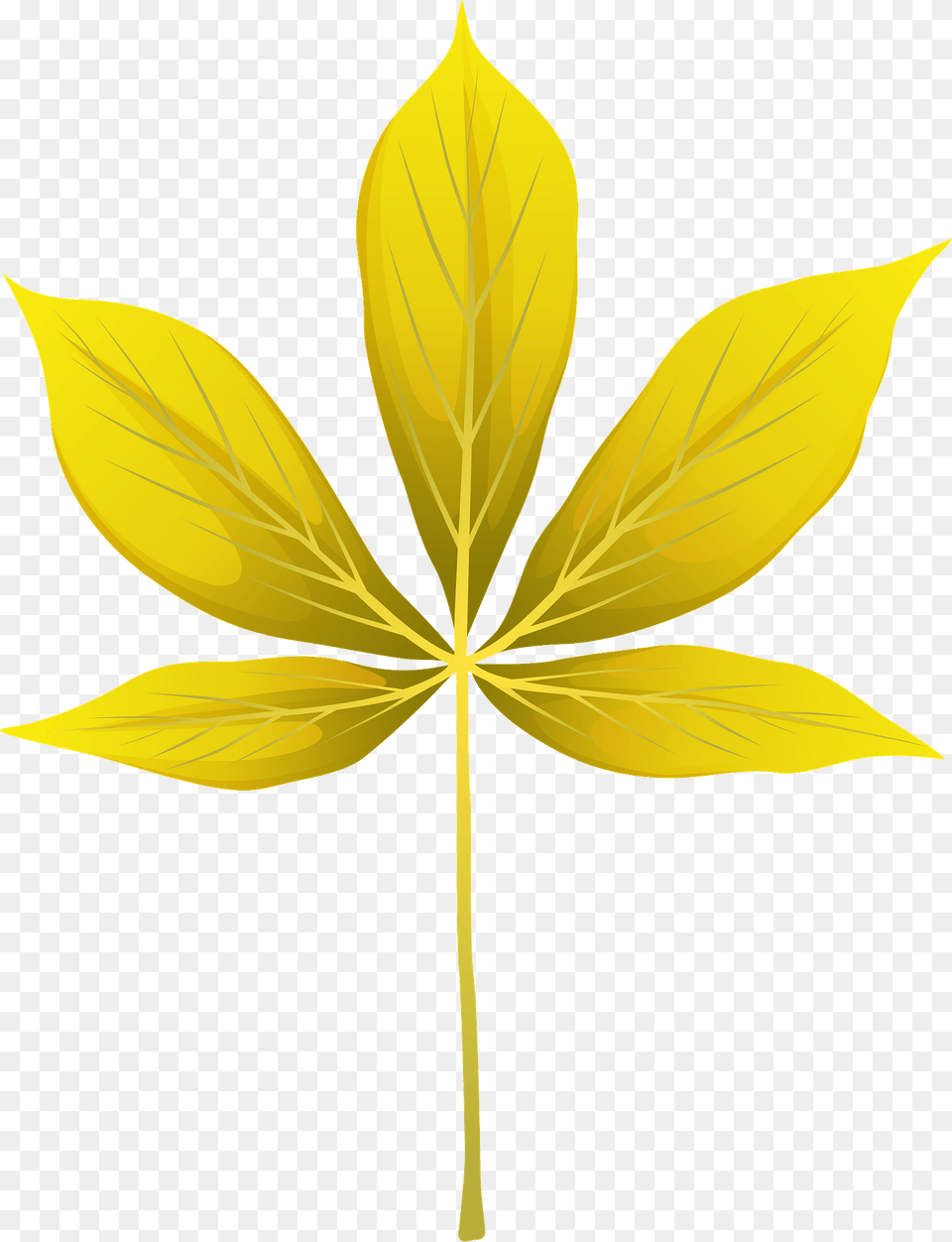 Yellow Buckeye Summer Leaf Clipart, Plant, Tree Free Png