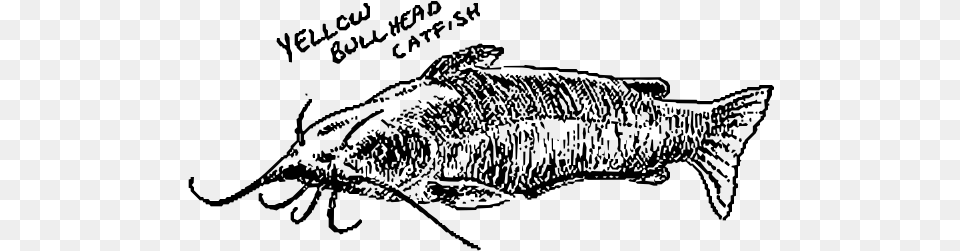 Yellow Bullhead Catfish Yellow Bullhead, Gray Png