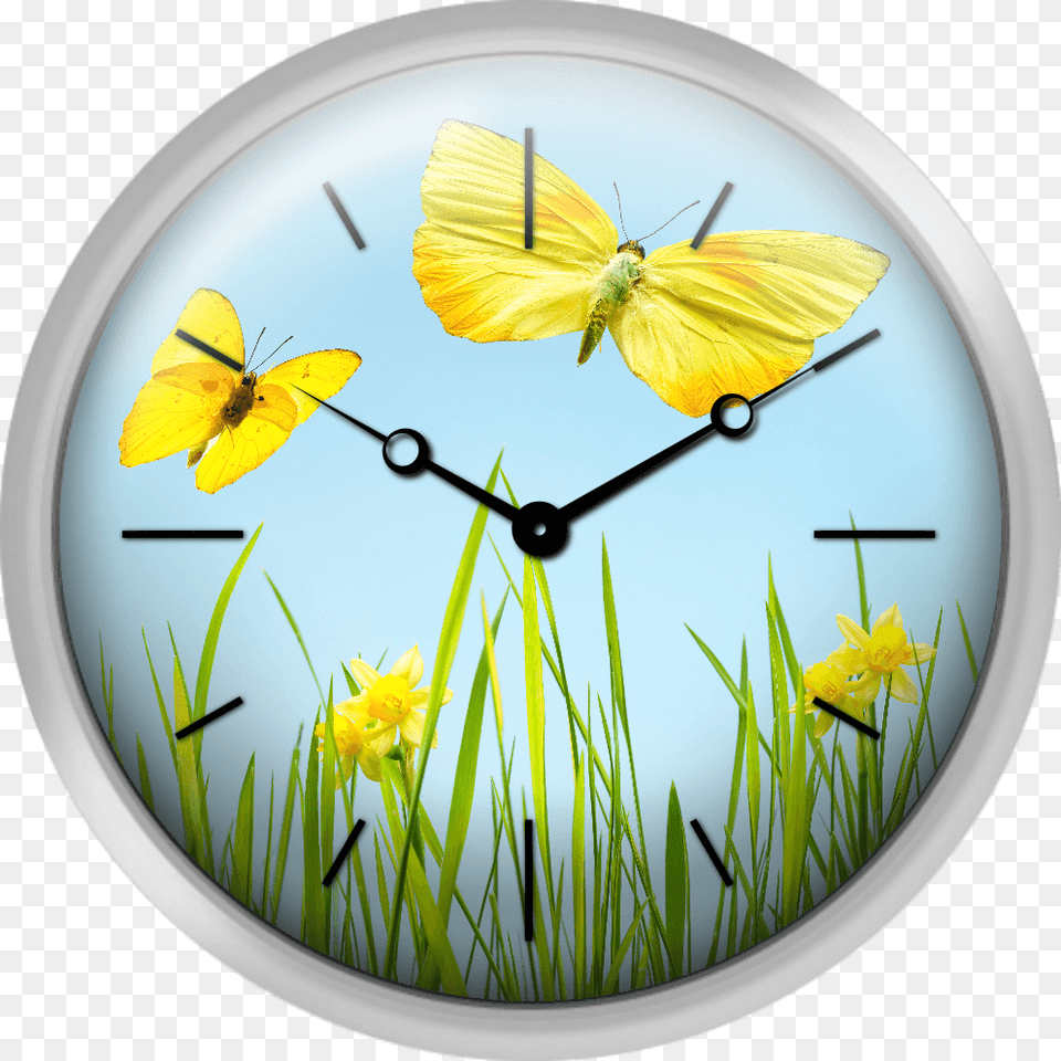 Yellow Butterflies With Grass And Daffodils Texture Clock, Analog Clock, Plate Png