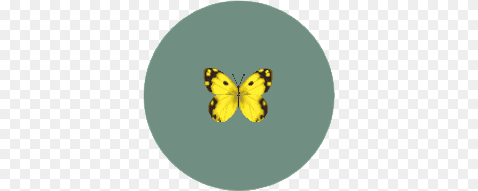 Yellow Butterfly Animal Crossing Wiki Fandom Colias Hyale, Plant, Petal, Flower, Invertebrate Free Png Download