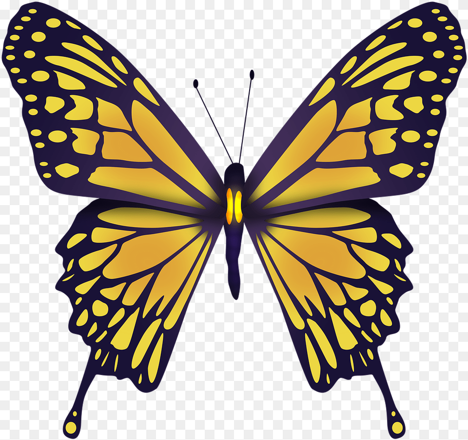 Yellow Butterfly Butterfly Nature Wings Beautiful Motyl Abeona, Animal, Insect, Invertebrate, Monarch Free Png Download