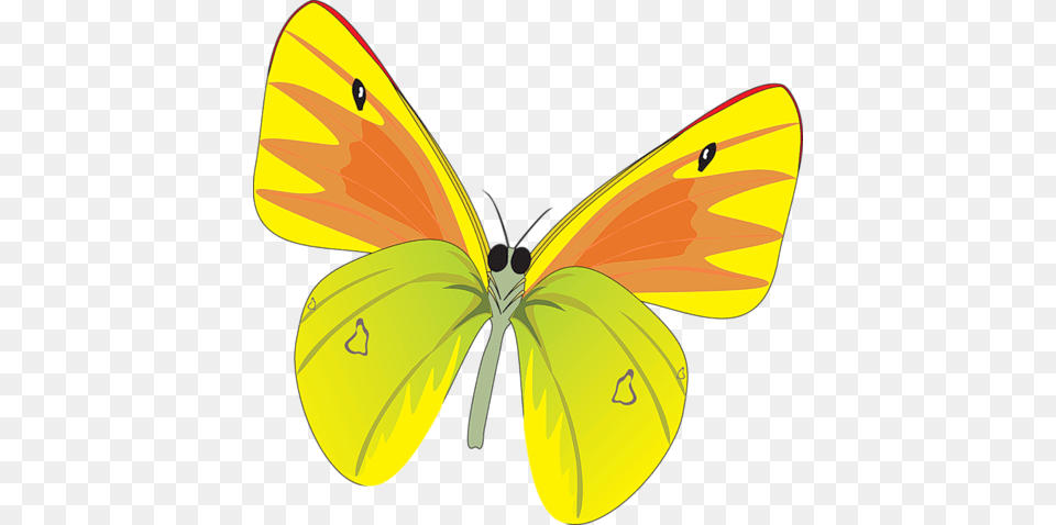 Yellow Butterfly Butterfly Vector, Animal, Invertebrate, Insect, Grass Free Transparent Png