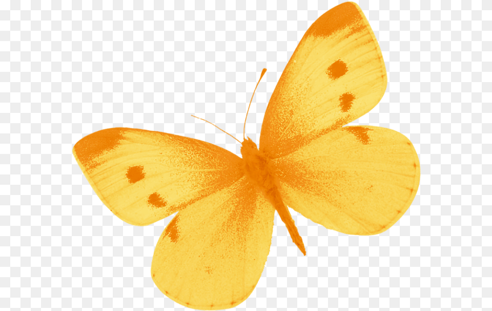 Yellow Butterfly By Heemipetal Butterfly Yellow Watercolor, Animal, Insect, Invertebrate Free Png Download