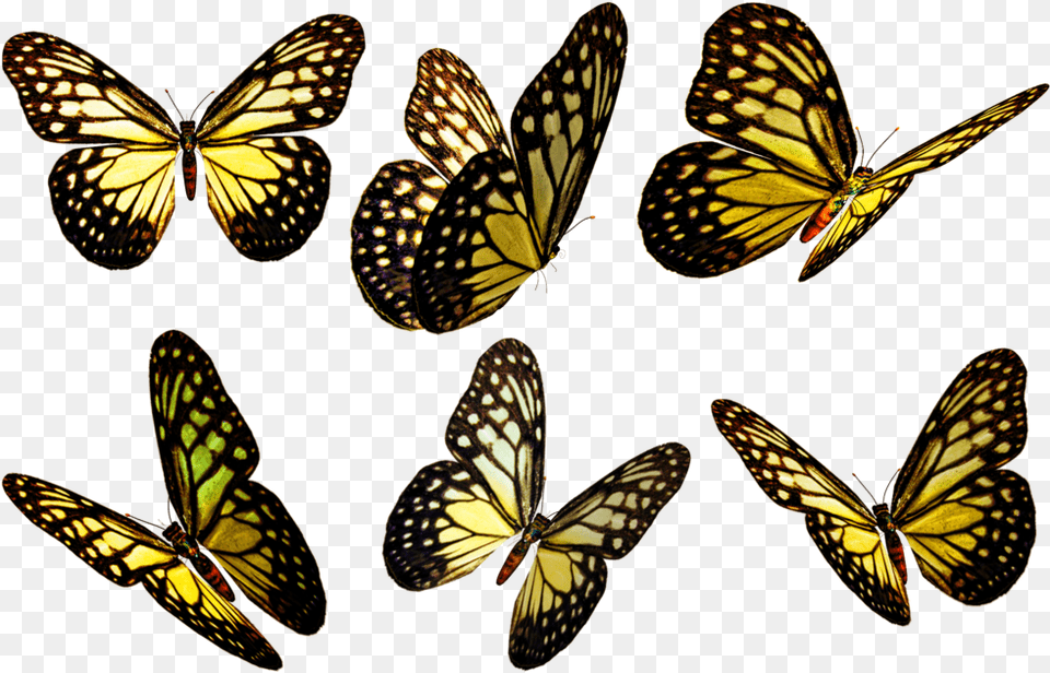 Yellow Butterfly Flying Yellow Butterflies, Animal, Insect, Invertebrate, Monarch Free Transparent Png