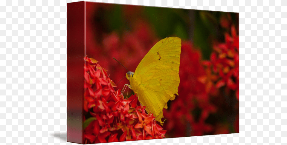 Yellow Butterfly Gonepteryx Rhamni, Flower, Petal, Plant, Geranium Png Image