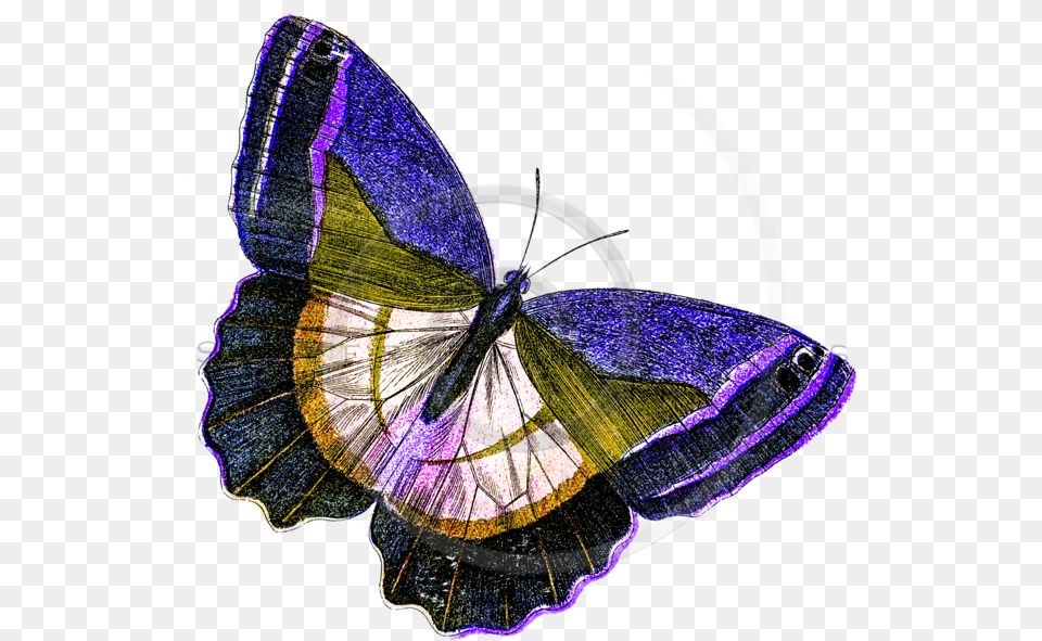Yellow Butterfly Illustration, Animal, Insect, Invertebrate, Purple Free Png Download