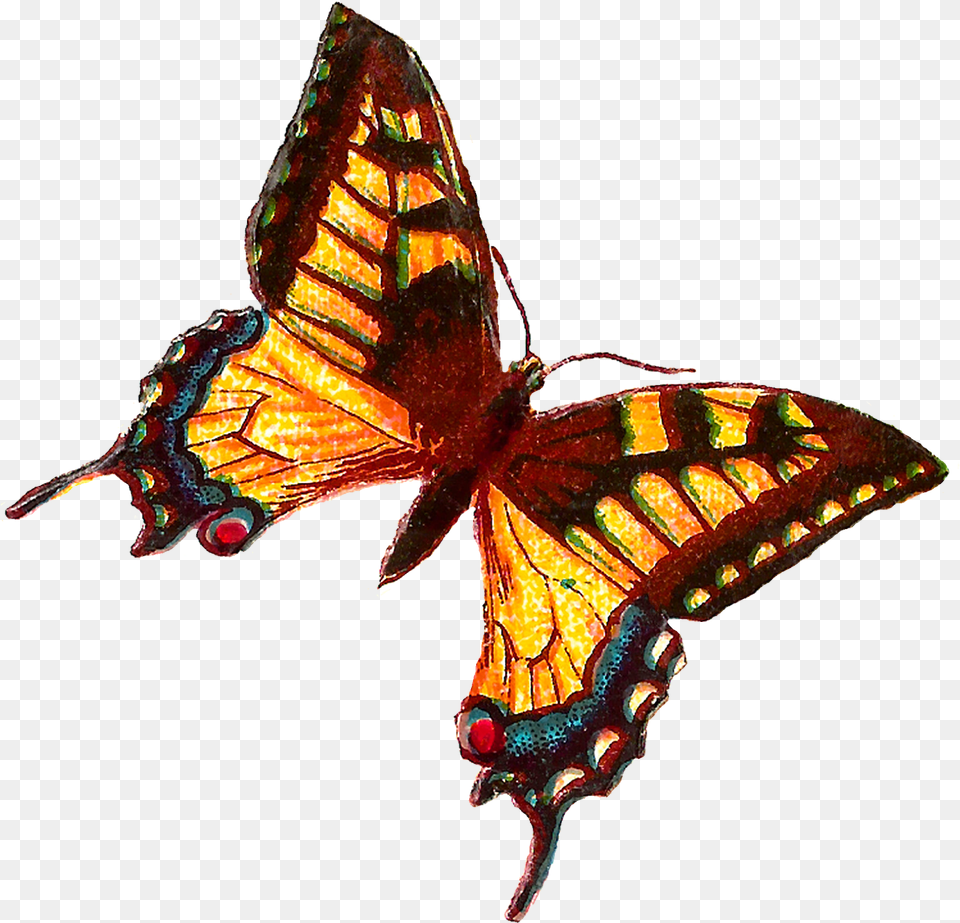Yellow Butterfly Images Butterfly, Animal, Insect, Invertebrate Png