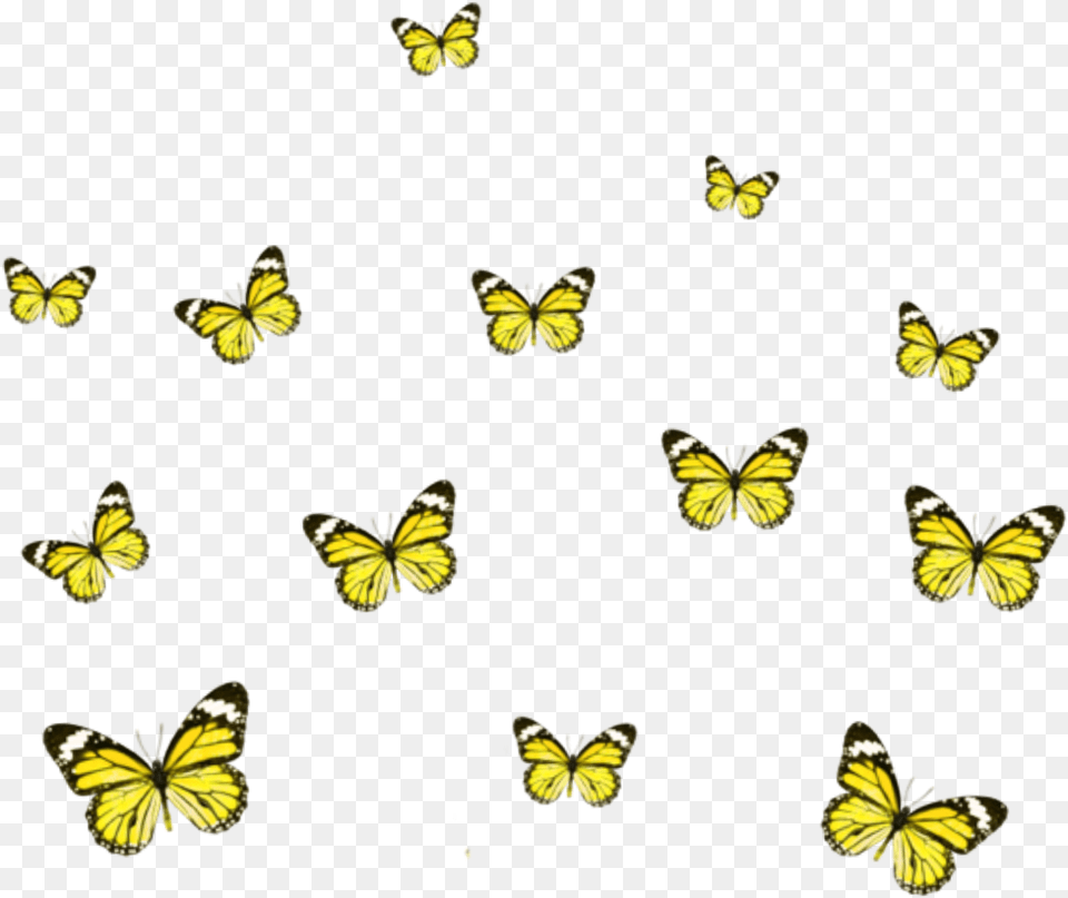 Yellow Butterfly Picsart, Animal, Insect, Invertebrate Free Png Download