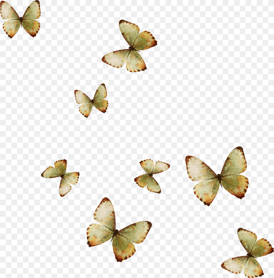 Yellow Butterfly Wallpaper Muchas Mariposas, Animal, Insect, Invertebrate, Plant Free Transparent Png