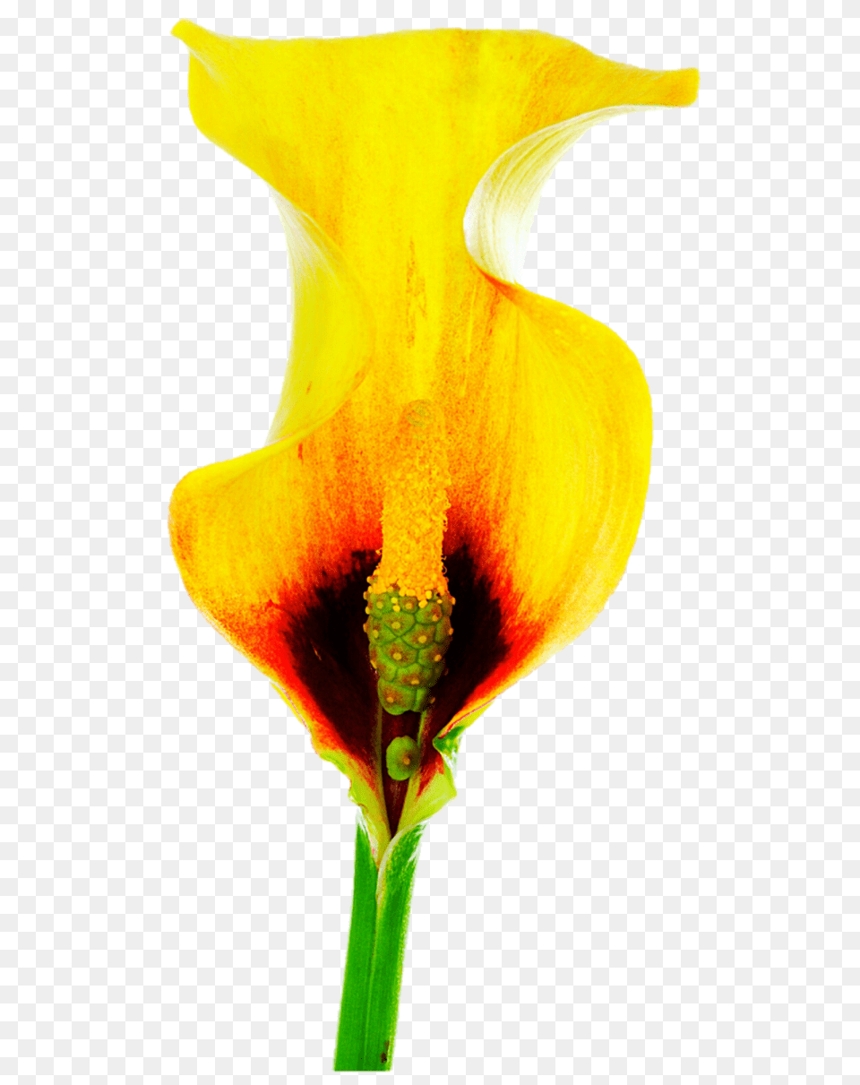 Yellow Calla Lily, Flower, Petal, Plant, Araceae Png Image