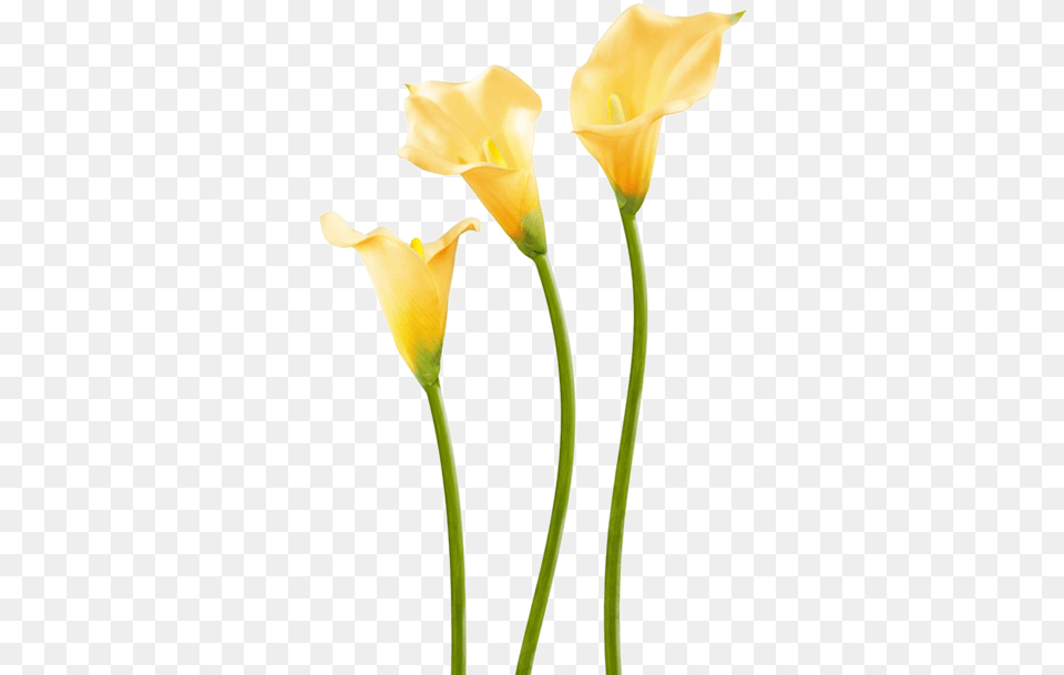Yellow Calla Lily Flower Flax Leaved Tulip, Petal, Plant Png