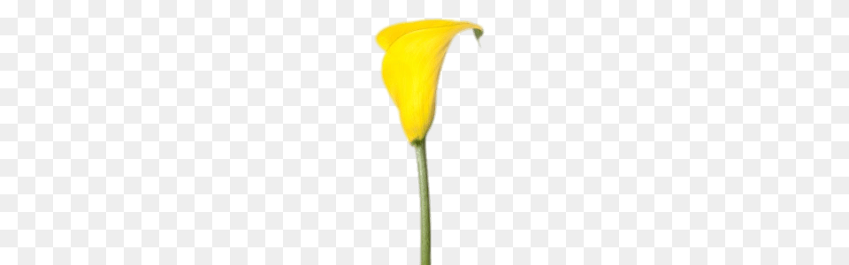 Yellow Calla Lily Transparent, Flower, Petal, Plant, Araceae Free Png Download