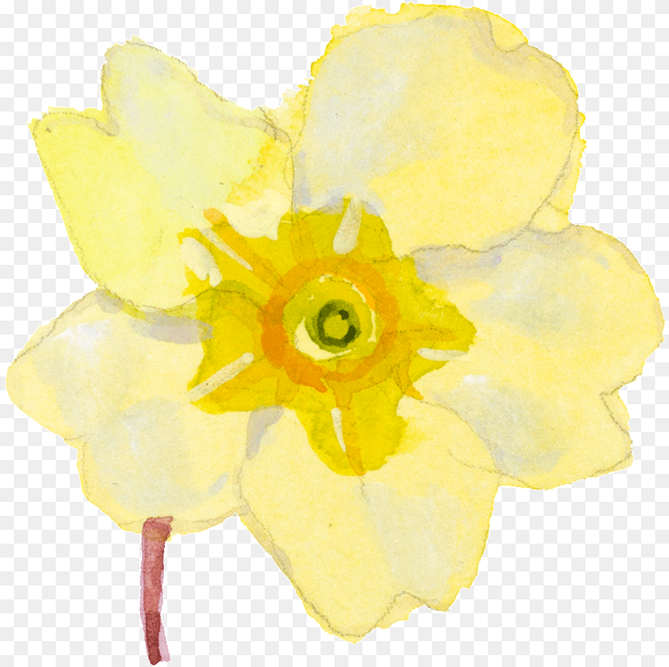 Yellow Cartoon Daffodil Watercolor Transparent Narcissus, Flower, Plant, Rose Free Png