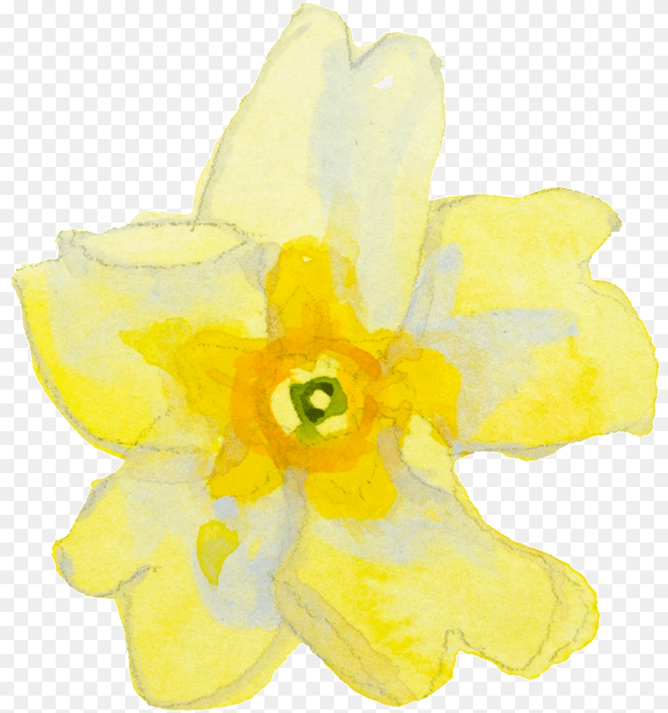 Yellow Cartoon Large Flower Watercolor Transparent Narcissus, Daffodil, Plant, Rose Free Png