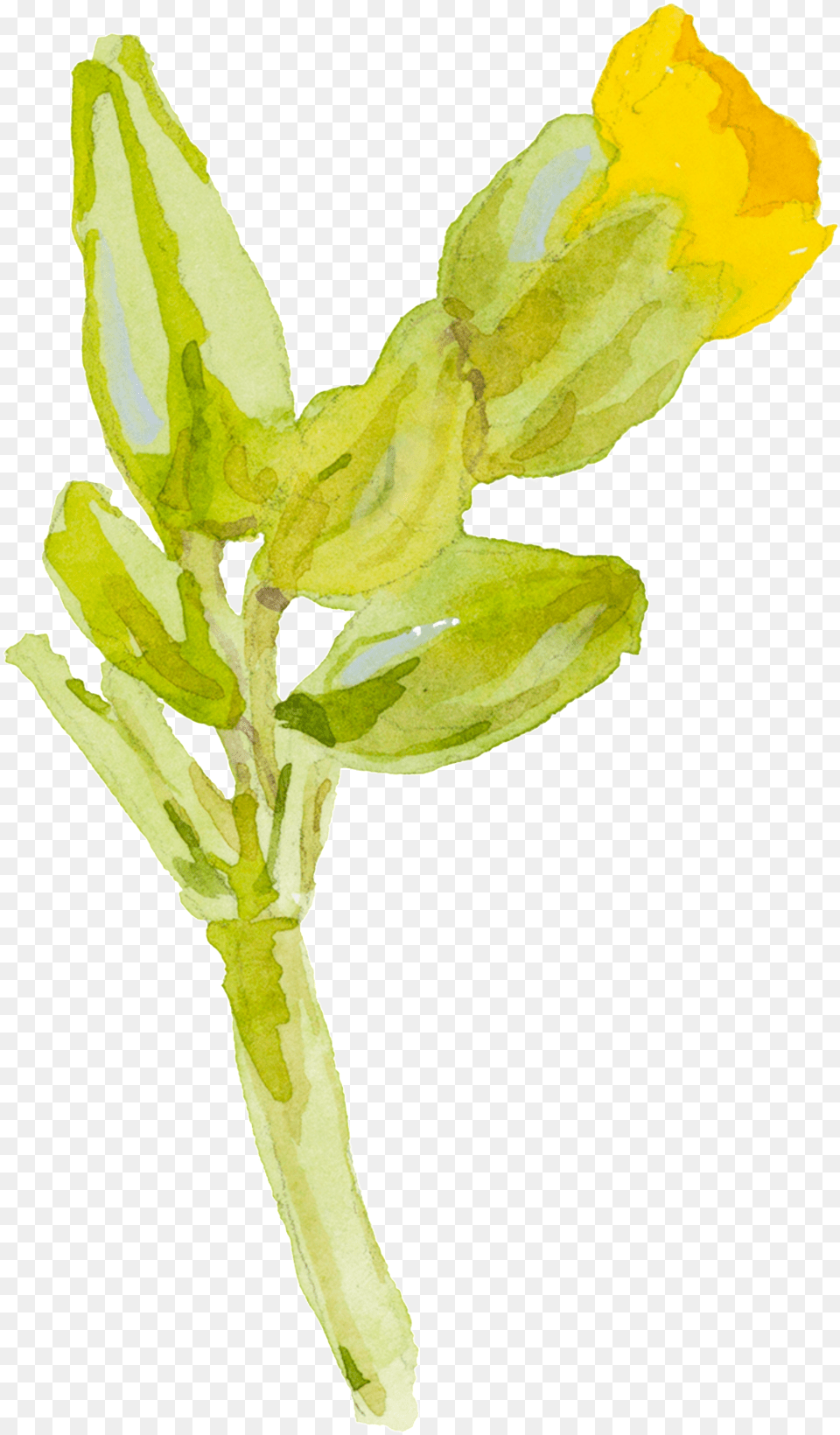 Yellow Cartoon Small Flower Watercolor Transparent Flowers Watercolour No Background Yellow, Leaf, Petal, Plant, Daffodil Free Png