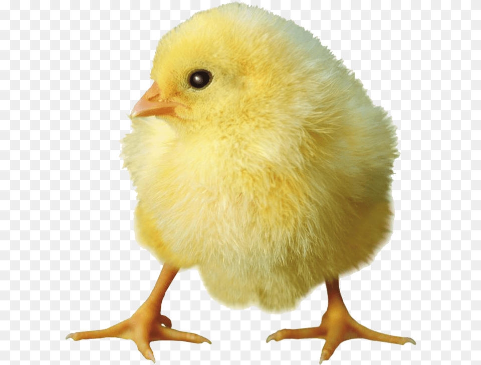 Yellow Chick Download Baby Chick Transparent Background, Animal, Bird, Chicken, Fowl Free Png