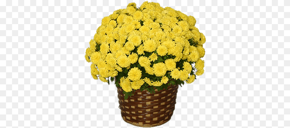 Yellow Chrysanthemum Transparent Potted Flowers Fall, Flower, Flower Arrangement, Flower Bouquet, Plant Free Png