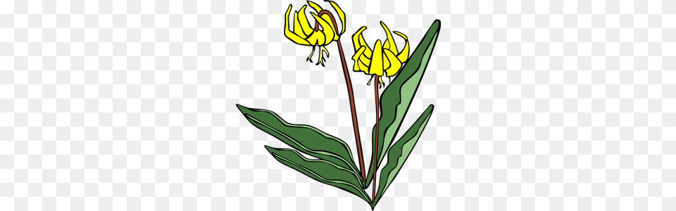 Yellow Clipart, Flower, Plant, Daisy Png