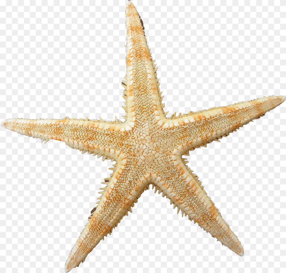 Yellow Clipart Sea Star Sea Star Transparent, Animal, Dinosaur, Reptile, Sea Life Free Png