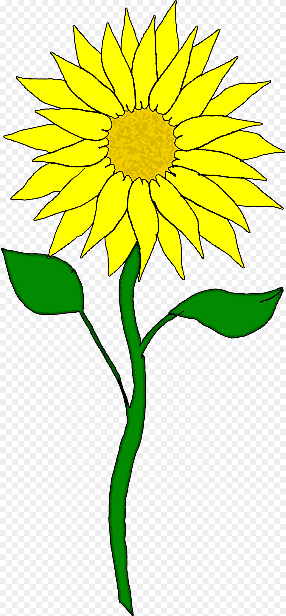 Yellow Cliparts August Sunflower Sunflower Clipart, Daisy, Flower, Plant Free Png Download