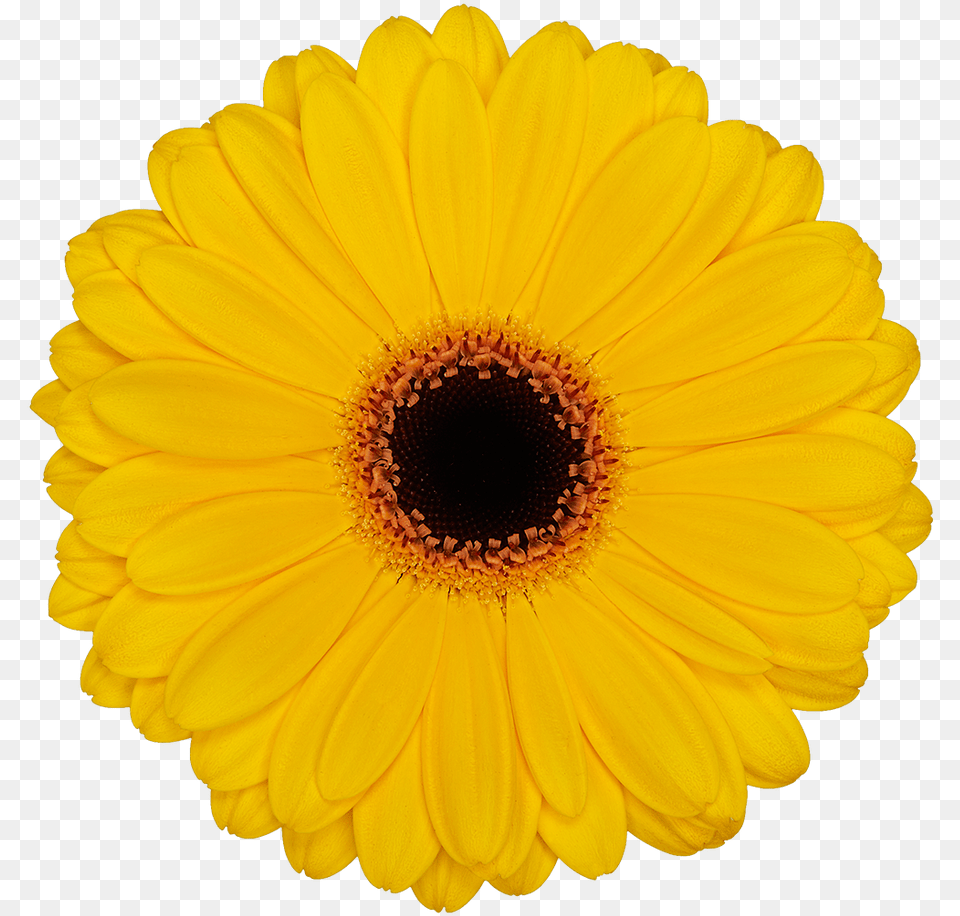 Yellow Color Flower, Daisy, Plant, Petal, Sunflower Free Png Download