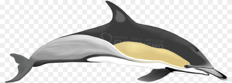 Yellow Common Dolphin, Animal, Sea Life, Mammal, Fish Png