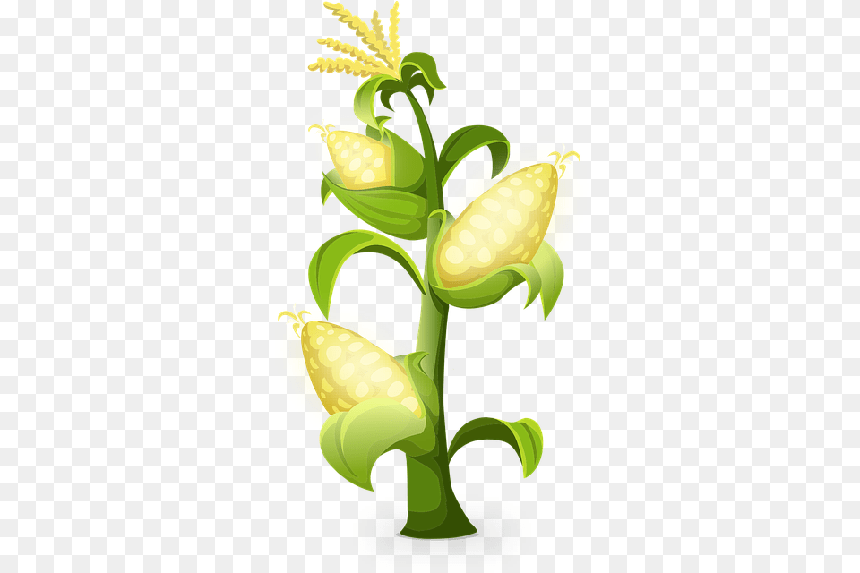 Yellow Corn Plants Maize Grains Golden Producer And Consumer Organisms, Food, Grain, Plant, Produce Png