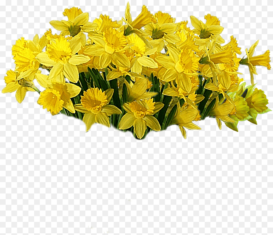 Yellow Cut Flowers Plant Flores Amarillas, Daffodil, Flower, Flower Arrangement, Flower Bouquet Free Transparent Png