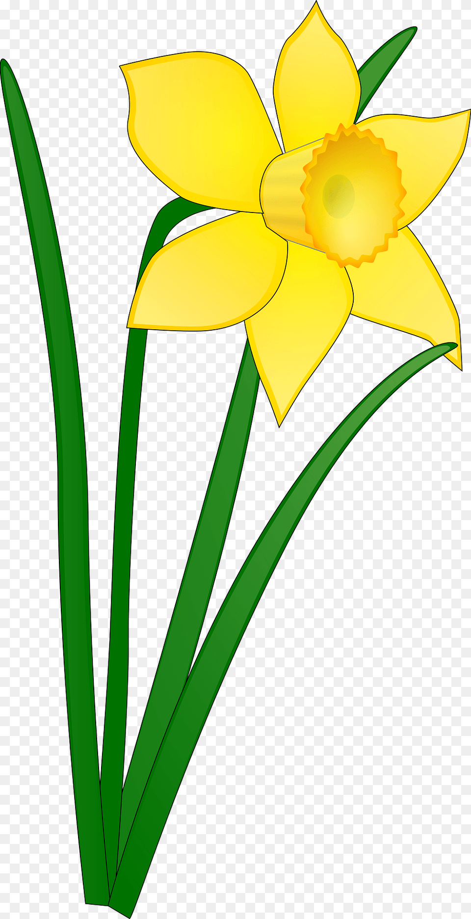 Yellow Daffodil Clipart, Flower, Plant Free Png Download
