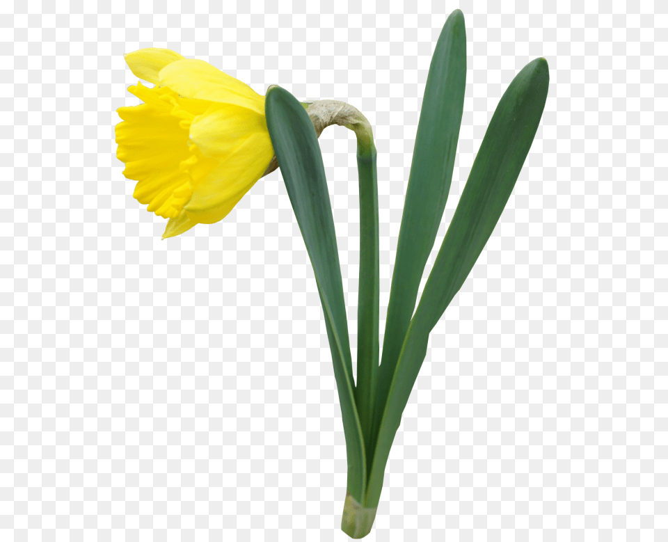 Yellow Daffodil Flower Gallery, Plant Png Image