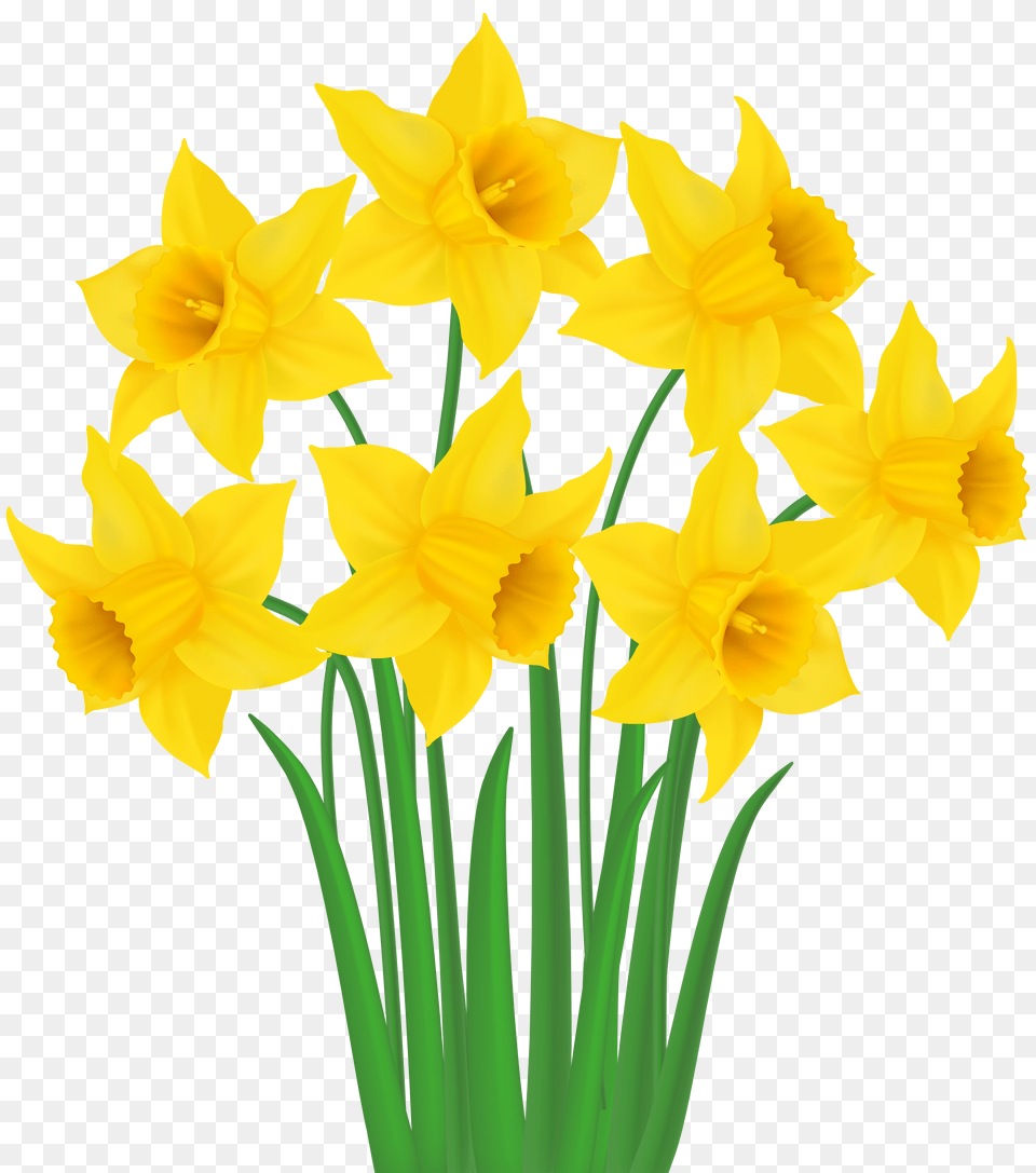 Yellow Daffodils Clip Art Gallery Free Png