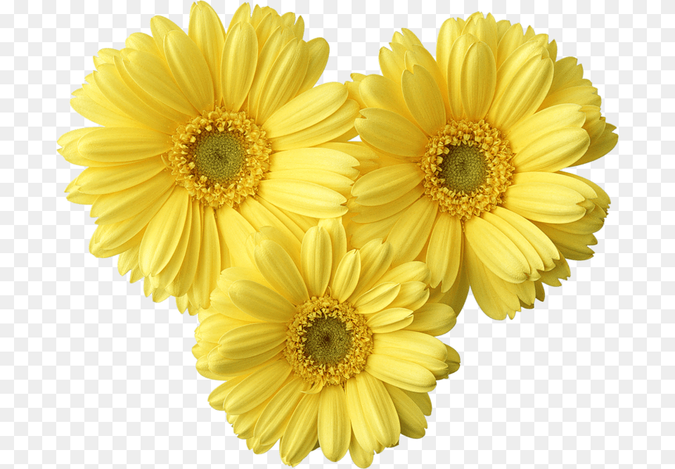 Yellow Daisies Clip Art, Daisy, Flower, Petal, Plant Free Png