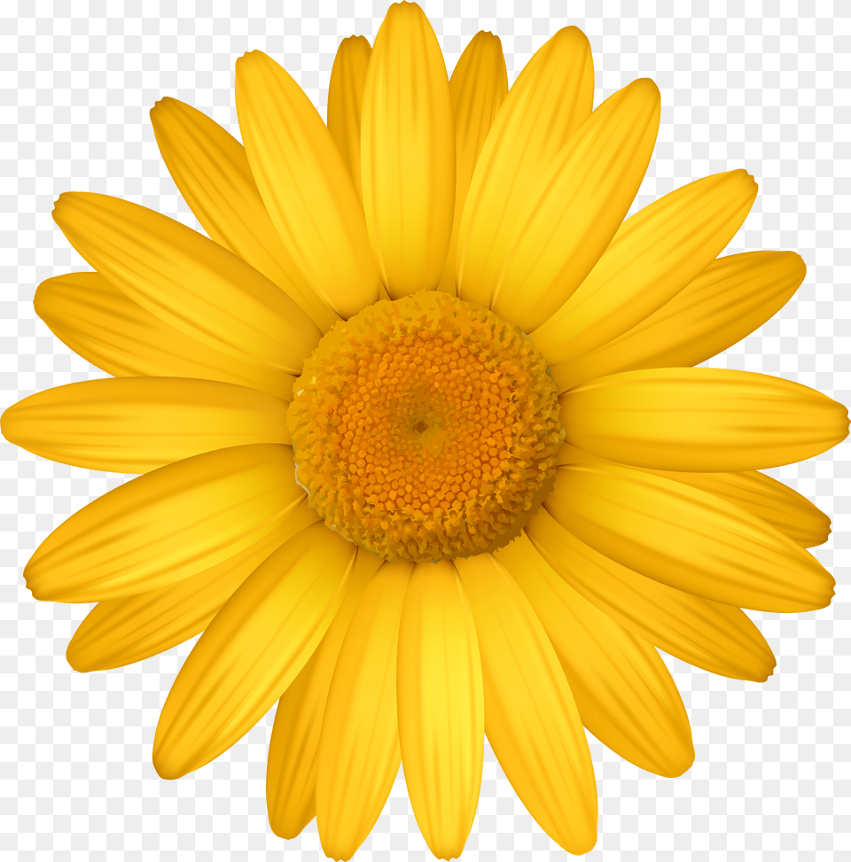 Yellow Daisy Free Png Download