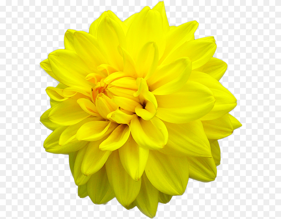 Yellow Daisy Dahlia Dahlia Yellow Flower, Plant Free Transparent Png