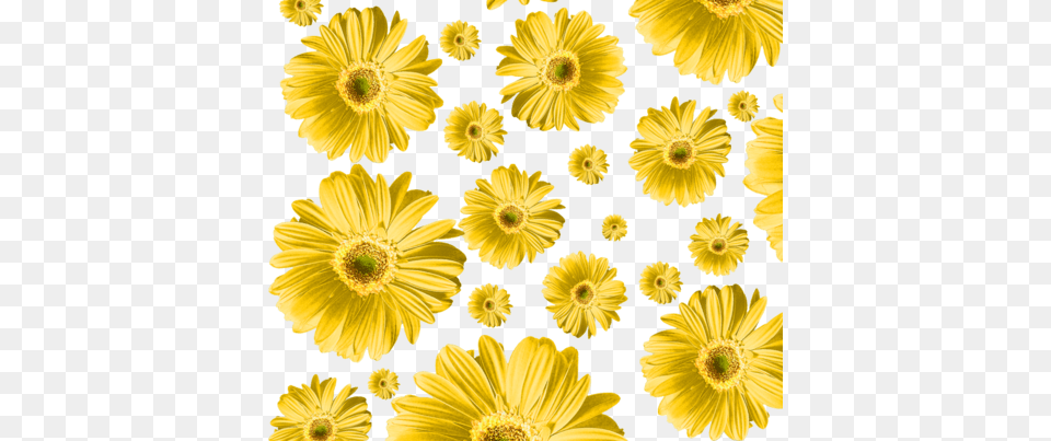 Yellow Daisy Fabric By Ophelia On Spoonflower Gerbera Daisy Green, Anemone, Flower, Petal, Plant Free Png