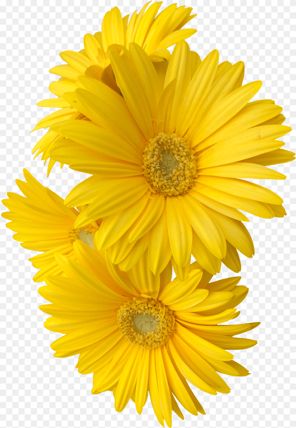 Yellow Daisy Flower Flowers Freetoedit Yellow Flower, Petal, Plant, Sunflower Png