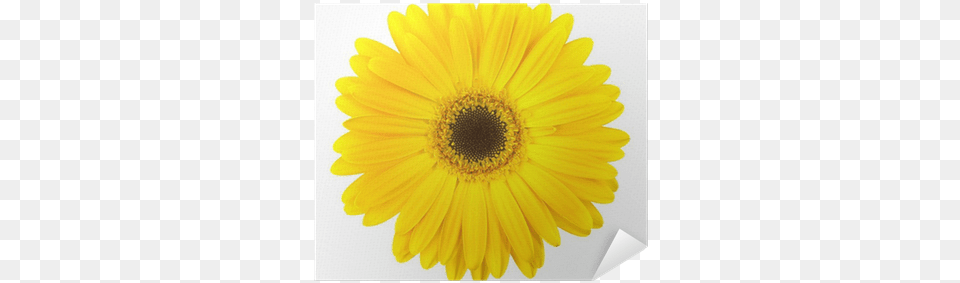 Yellow Daisy Flower Isolated On White Poster Pixers Common Daisy, Plant, Sunflower, Petal Png