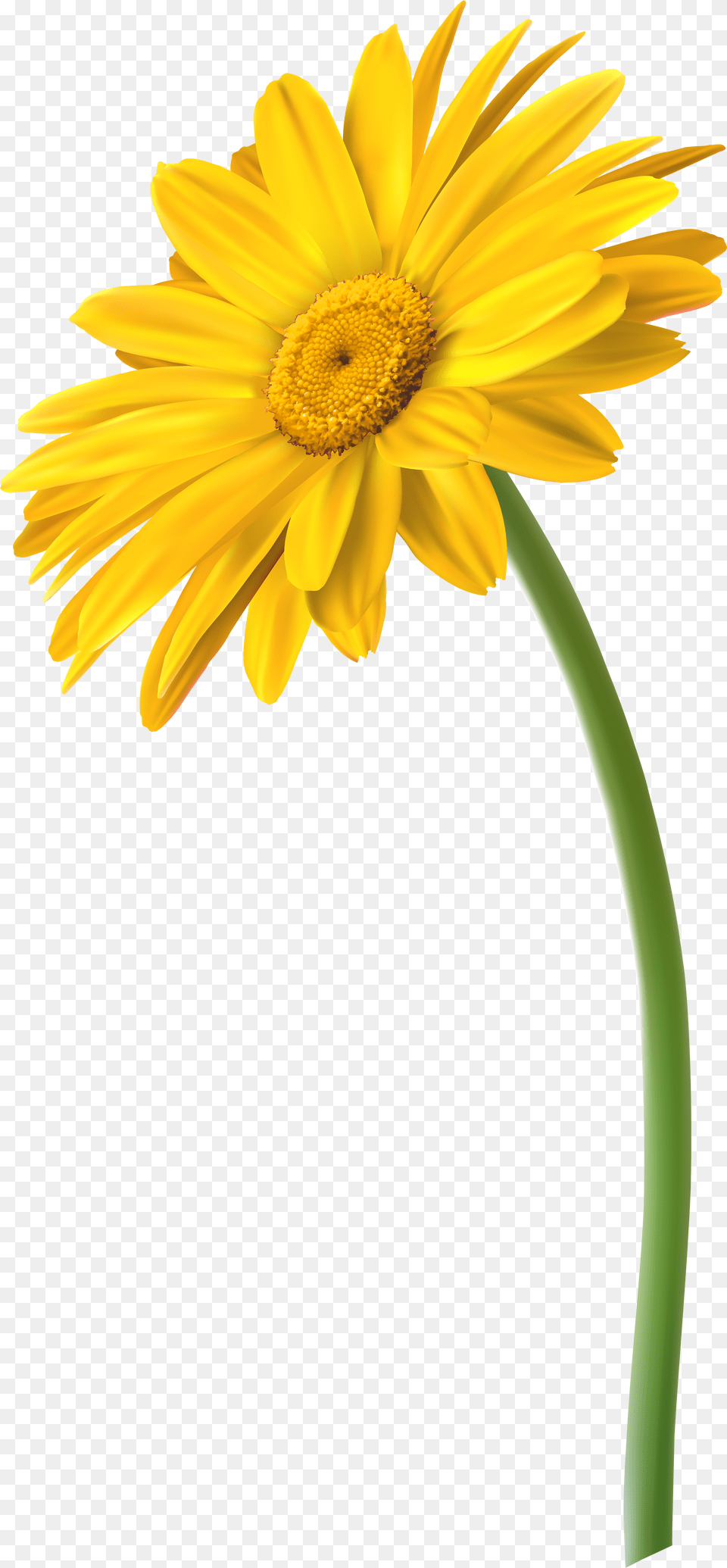 Yellow Daisy Flower Transparent, Home Decor, Rug Free Png