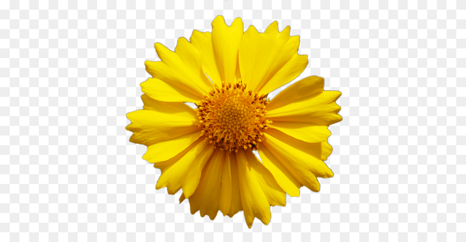 Yellow Daisy Flower Vector Image Flower Yellow, Plant, Petal, Pollen, Anther Png
