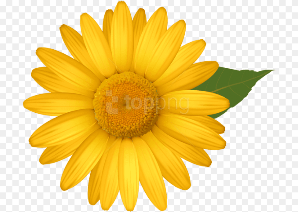 Yellow Daisy Images Background Yellow Daisy Clipart, Flower, Plant, Sunflower, Petal Png