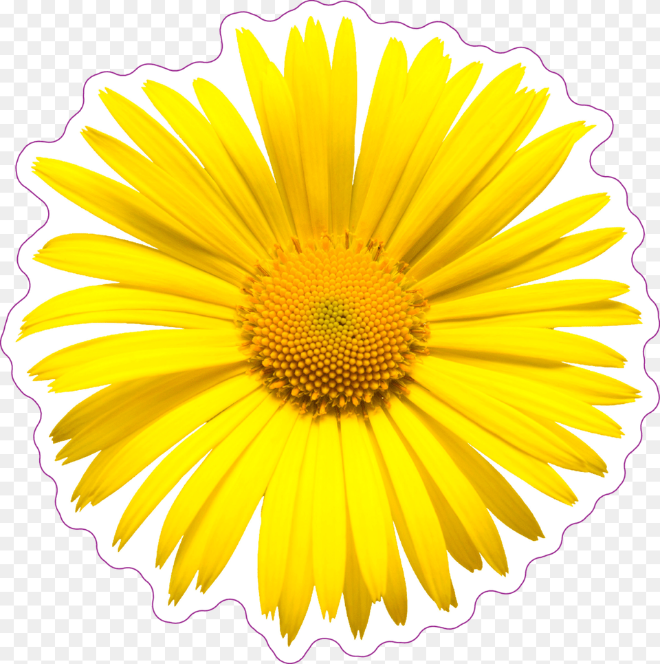 Yellow Daisy Top View Sticker Stock Photography, Flower, Petal, Plant, Anther Free Transparent Png