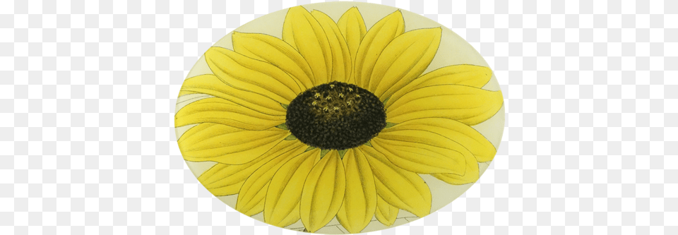 Yellow Daisy Yellow Daisy Sunflower, Flower, Plant, Petal, Banana Png