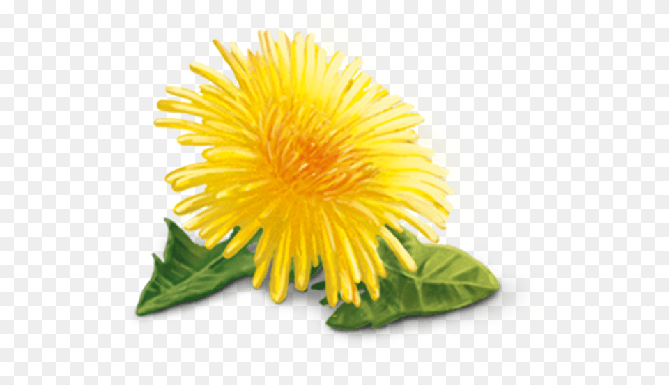 Yellow Dandelion, Flower, Plant Free Png Download