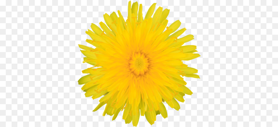 Yellow Dandelion Flower Clipart Lawn Weed Plant Sf Textures Yellow Dandelion Free Png