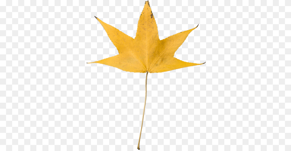 Yellow Dry Leaf Transparent Hd 1920 X 1080p Yellow Leaf Transparent Background, Plant, Tree, Maple Leaf, Cross Free Png