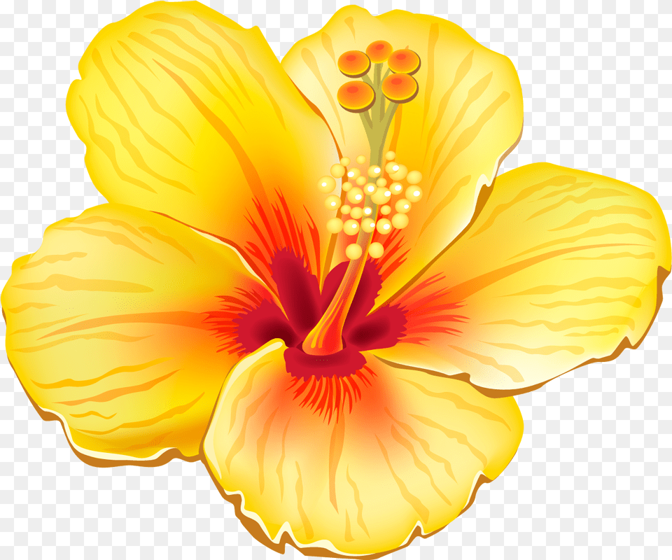 Yellow Exotic Flower Clipart Picture Hawaiian Flowers, Plant, Hibiscus, Anther, Petal Png Image
