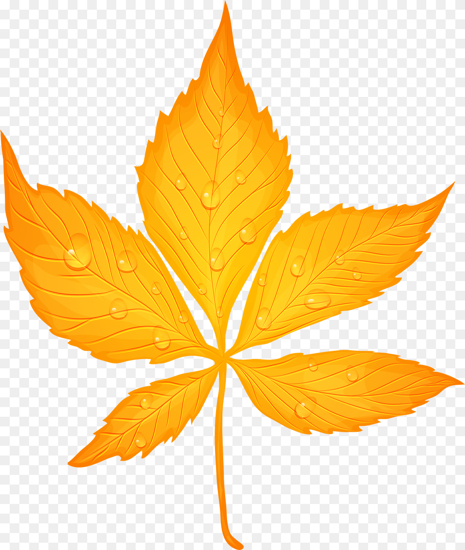 Yellow Fall Leaf Clipart Autumn Leaves Free Png Download
