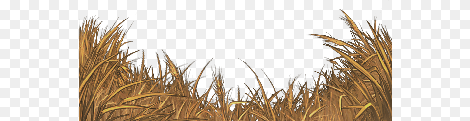 Yellow Field Grass, Plant, Reed, Outdoors, Food Png